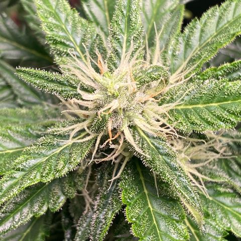 Sweet Mandarine Zkittlez XL growlog timeline photo