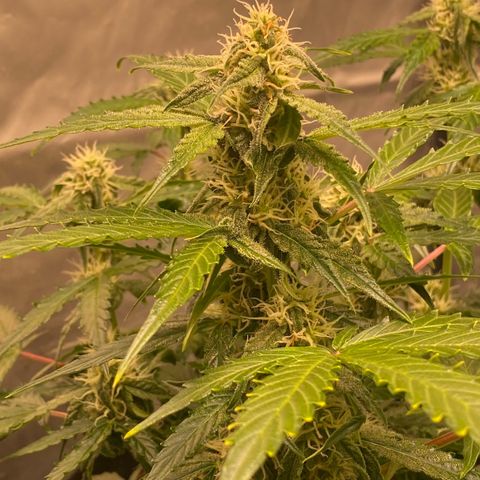 Milky Way F1 Hybrid growlog timeline photo