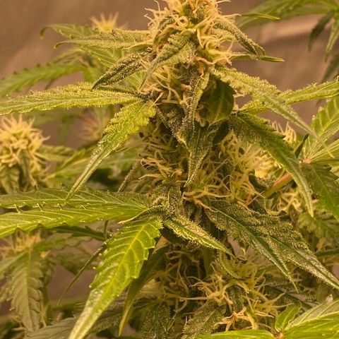 Milky Way F1 Hybrid growlog timeline photo