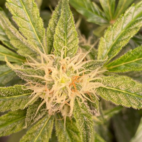 Milky Way F1 Hybrid growlog timeline photo