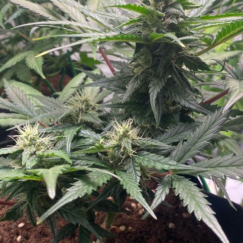 Sweet Mandarine Zkittlez XL growlog timeline photo