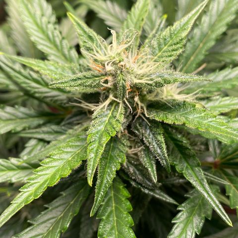 Sweet Mandarine Zkittlez XL growlog timeline photo