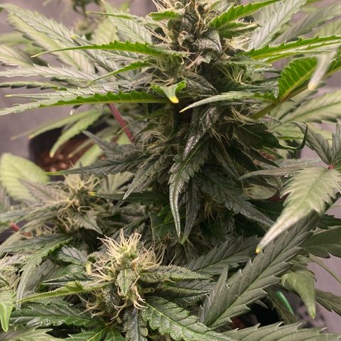Sweet Mandarine Zkittlez XL growlog timeline photo