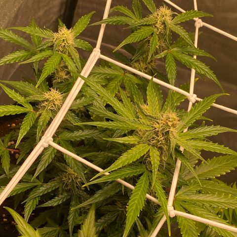 Milky Way F1 Hybrid growlog timeline photo