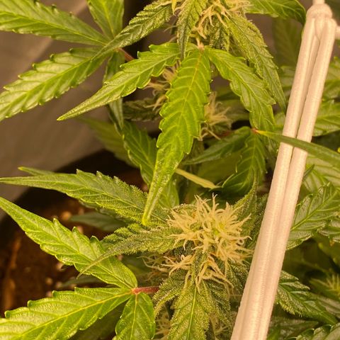 Milky Way F1 Hybrid growlog timeline photo