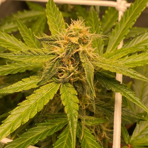Milky Way F1 Hybrid growlog timeline photo