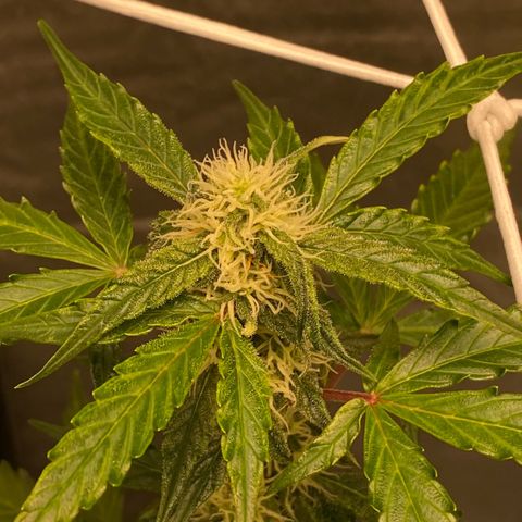 Milky Way F1 Hybrid growlog timeline photo