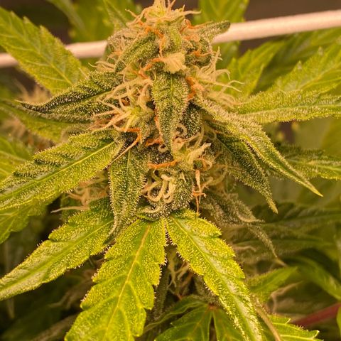 Milky Way F1 Hybrid growlog timeline photo