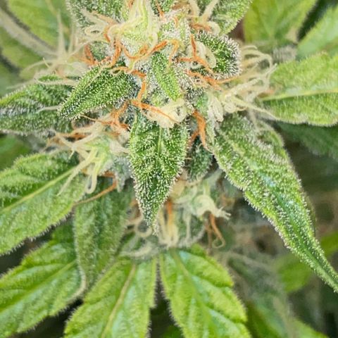 Milky Way F1 Hybrid growlog timeline photo
