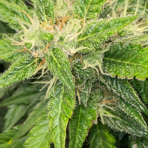 Sweet Mandarine Zkittlez XL growlog timeline photo