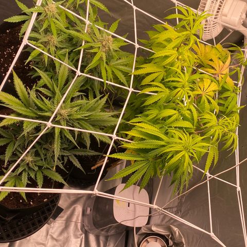 Milky Way F1 Hybrid growlog timeline photo