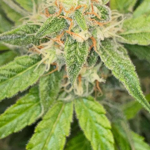 Milky Way F1 Hybrid growlog timeline photo