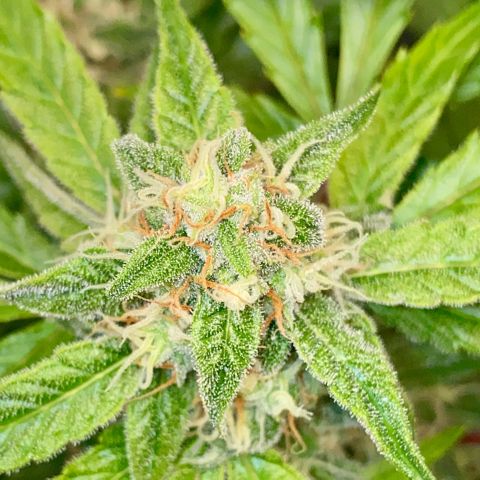 Milky Way F1 Hybrid growlog timeline photo