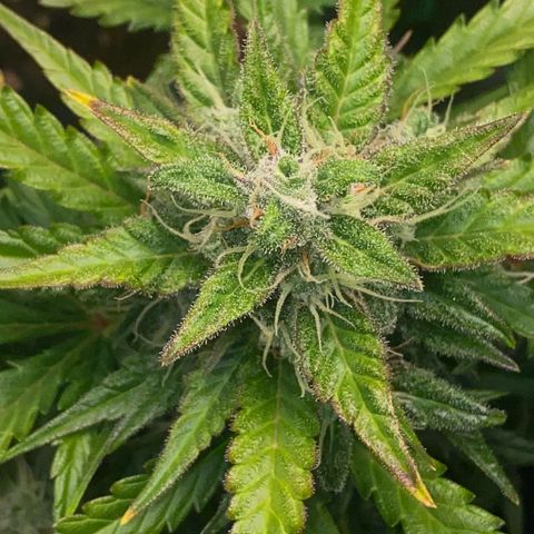 Sweet Mandarine Zkittlez XL growlog timeline photo