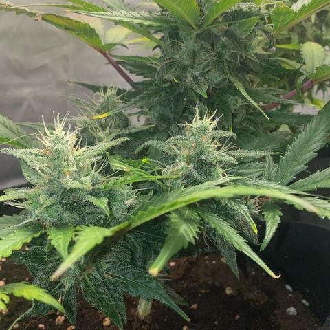 Sweet Mandarine Zkittlez XL growlog timeline photo