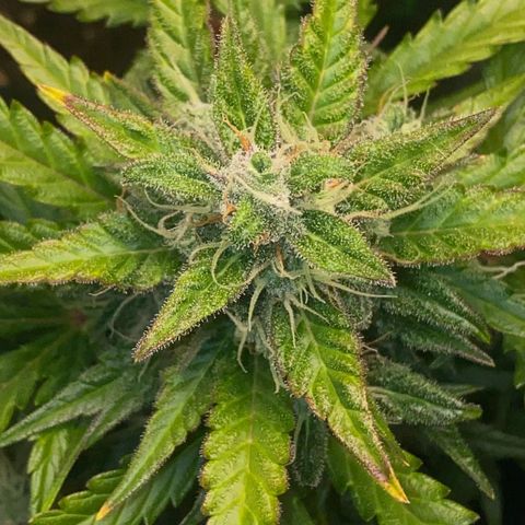 Sweet Mandarine Zkittlez XL growlog timeline photo