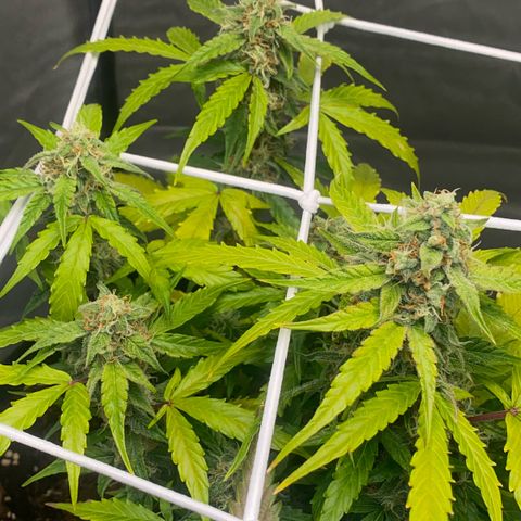 Milky Way F1 Hybrid growlog timeline photo