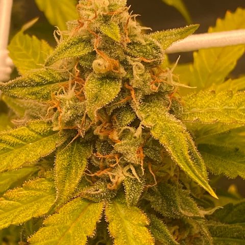 Milky Way F1 Hybrid growlog timeline photo