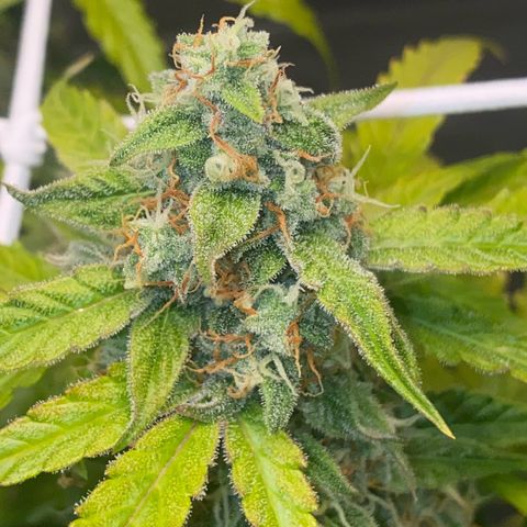 Milky Way F1 Hybrid growlog timeline photo
