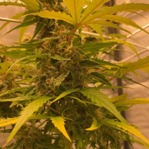 Milky Way F1 Hybrid growlog timeline photo