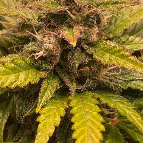 Sweet Mandarine Zkittlez XL growlog timeline photo
