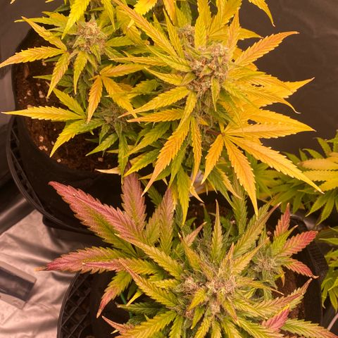 Milky Way F1 Hybrid growlog timeline photo