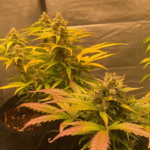 Milky Way F1 Hybrid growlog timeline photo
