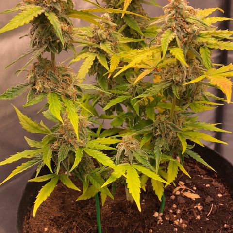 Milky Way F1 Hybrid growlog timeline photo
