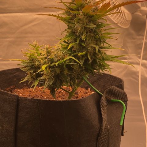 Milky Way F1 Hybrid growlog timeline photo