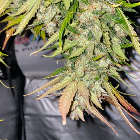 Sweet Mandarine Zkittlez XL growlog timeline photo