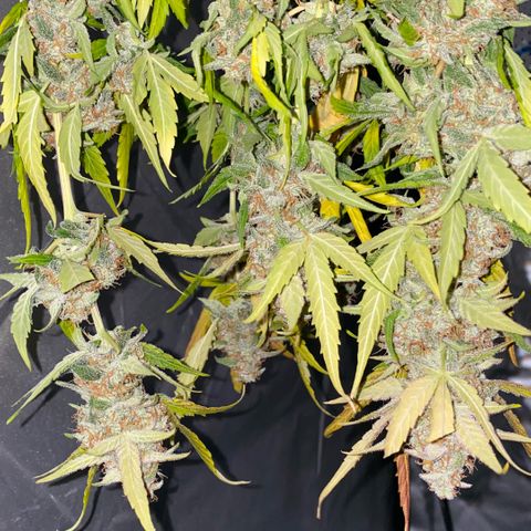 Milky Way F1 Hybrid growlog timeline photo