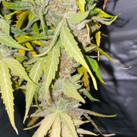 Milky Way F1 Hybrid growlog timeline photo