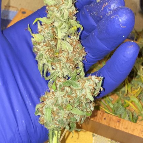 Milky Way F1 Hybrid growlog timeline photo
