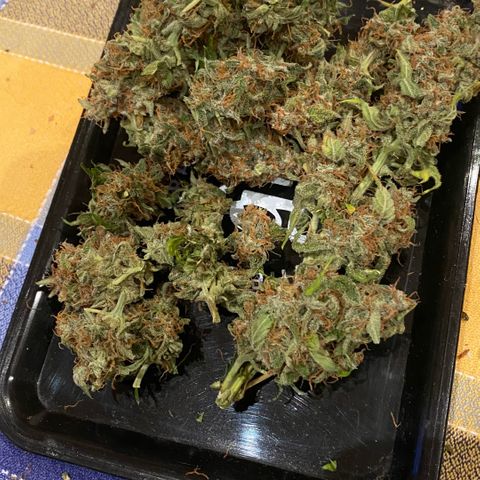 Milky Way F1 Hybrid growlog timeline photo