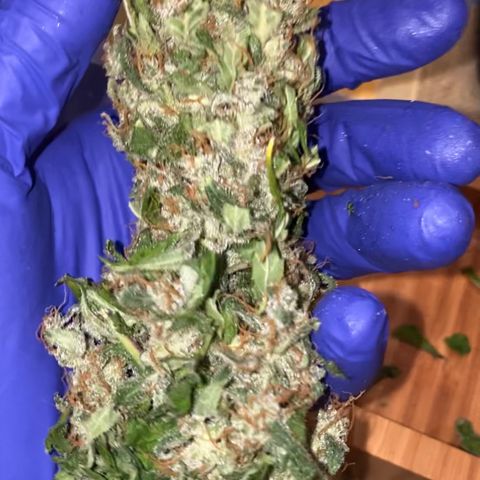 Sweet Mandarine Zkittlez XL growlog timeline photo