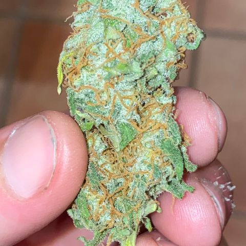 Milky Way F1 Hybrid growlog timeline photo