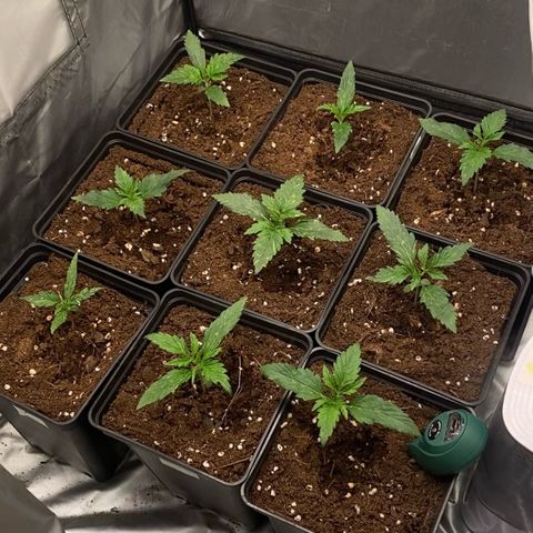 Auto Somango growlog timeline photo