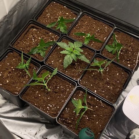 Auto Somango growlog photo: La diferencia entre estas dos fotos es de 4 horas una vez realizado el entrenamiento, llevan un ritmo increible 