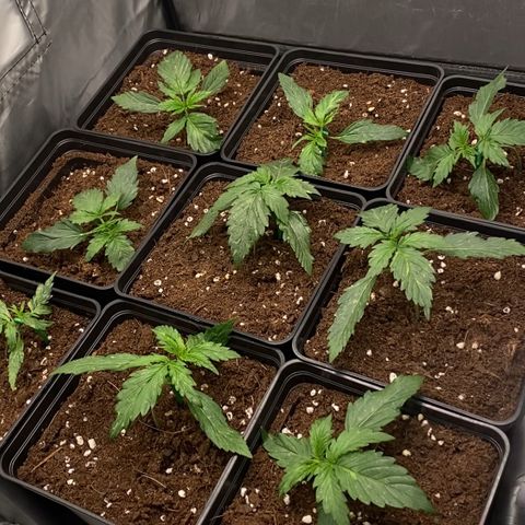 Auto Somango growlog photo: La diferencia entre estas dos fotos es de 4 horas una vez realizado el entrenamiento, llevan un ritmo increible 