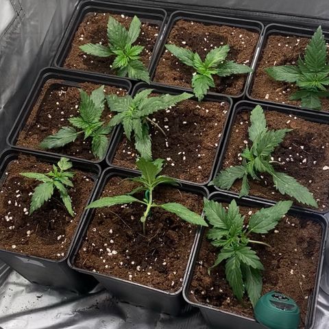 Auto Somango growlog photo: Nuevo ajuste del lst