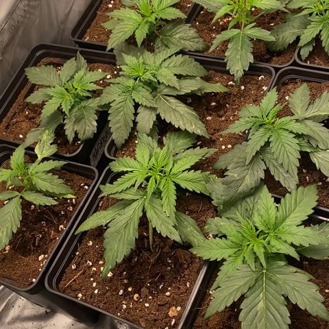 Auto Somango growlog timeline photo