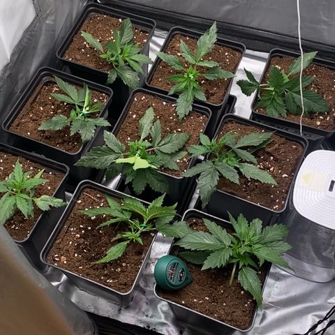 Auto Somango growlog timeline photo
