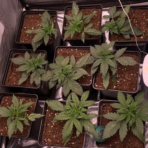 Auto Somango growlog timeline photo