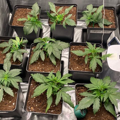 Auto Somango growlog photo: Ultimos ajustes de lst antes de que empiecen la floracion 