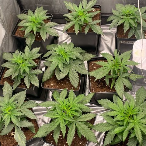 Auto Somango growlog timeline photo