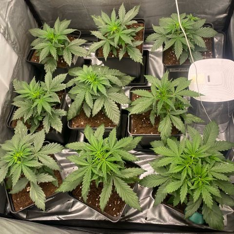 Auto Somango growlog timeline photo