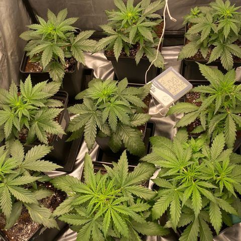 Auto Somango growlog photo: Ajuste en el armario, sacamos humidificador y lo ponemos con manguera liberando espacio para nuestras pequeñas, van como un tiro