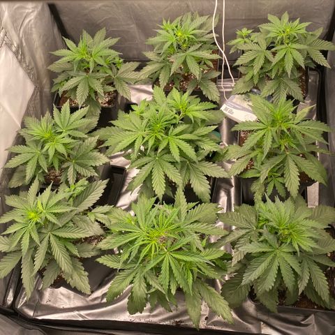 Auto Somango growlog photo: Movimiento tecnico de la nº9 por la n°6 para pasar la 9 al centro ya que es monstruosa