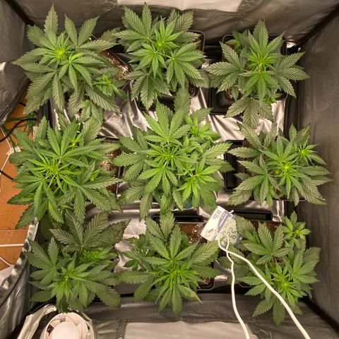 Auto Somango growlog photo: Movimiento tecnico de la nº9 por la n°6 para pasar la 9 al centro ya que es monstruosa