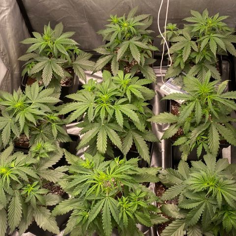 Auto Somango growlog timeline photo